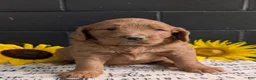 Goldendoodle dogs for sale: Misty - Ad 6