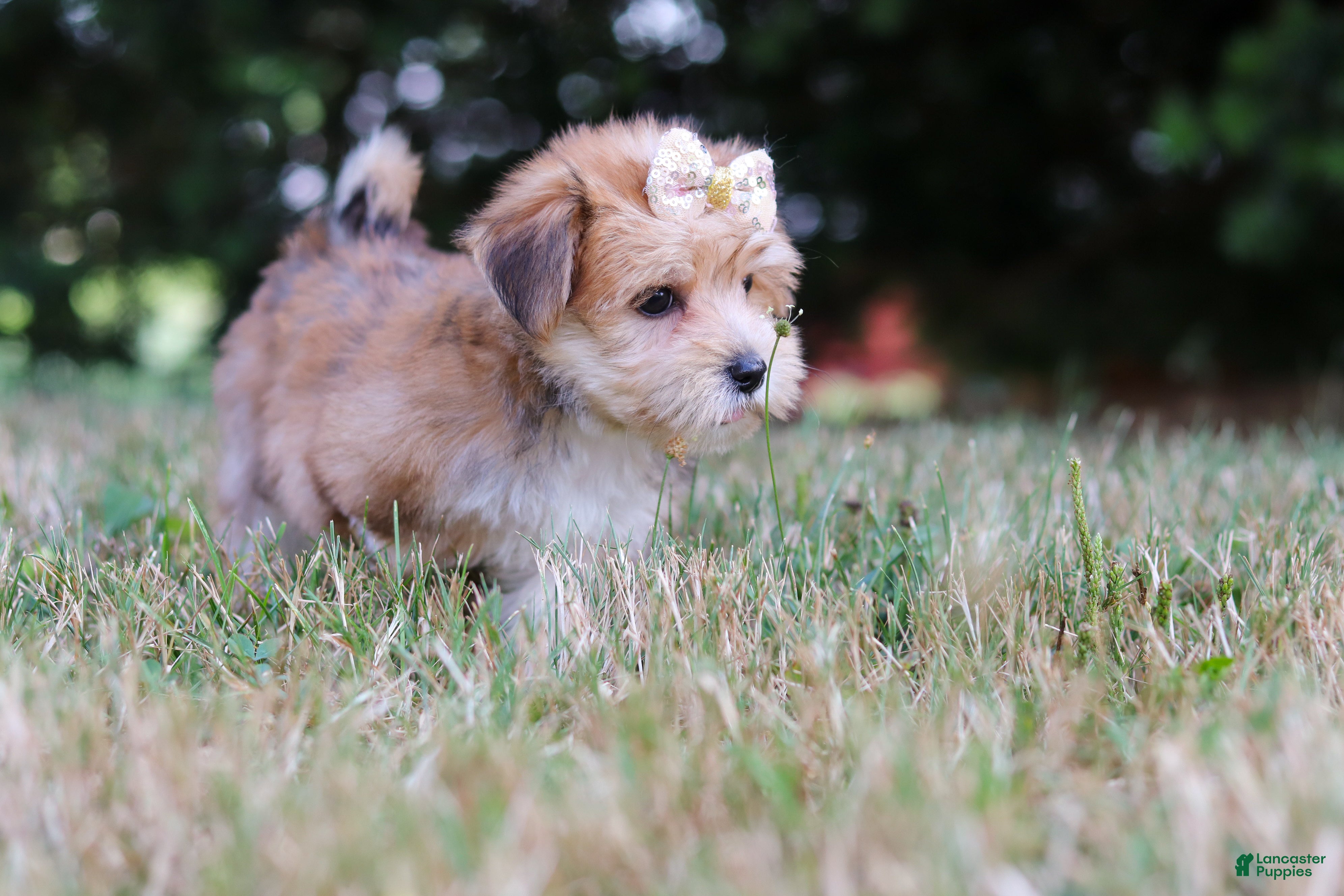 Morkie dogs Jana - Ad 2