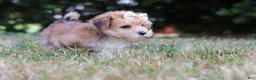 Morkie dogs for sale: Jana - Ad 2