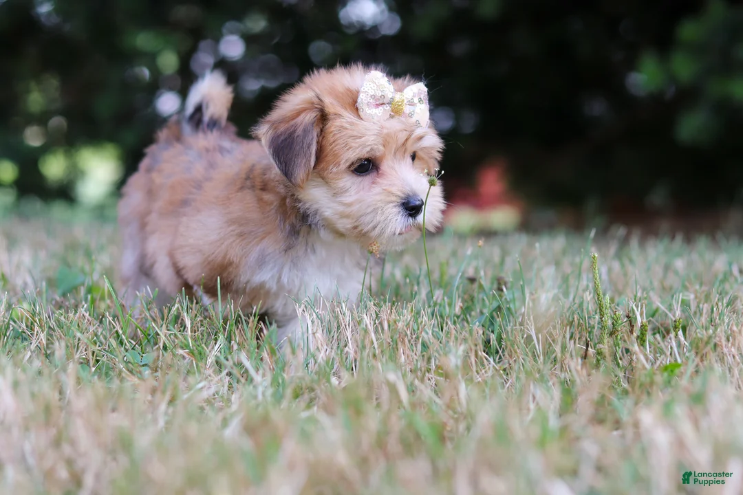 Morkie dogs for sale: Jana - Ad 2