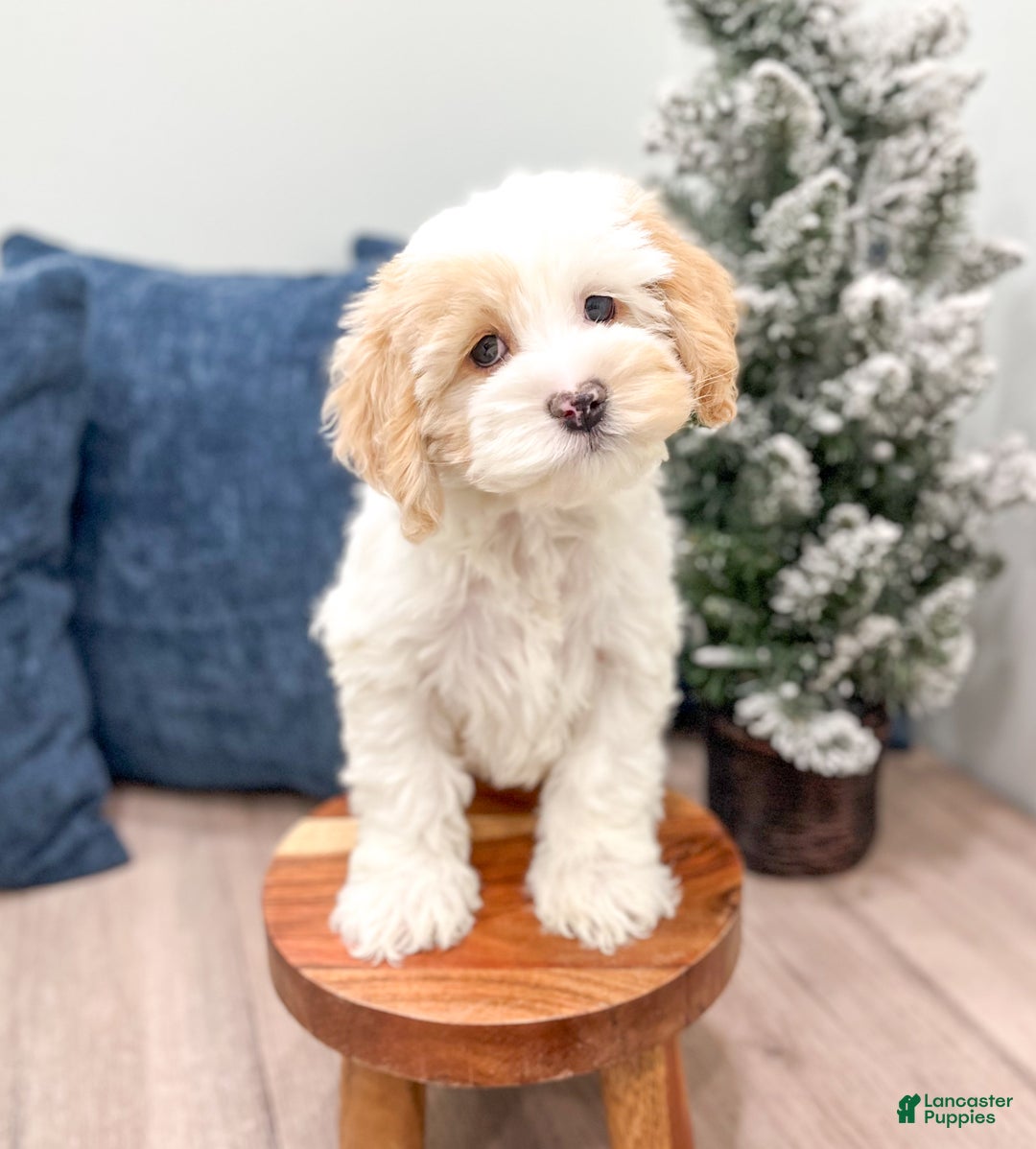Cockapoo dogs for sale: Paige - Ad 2