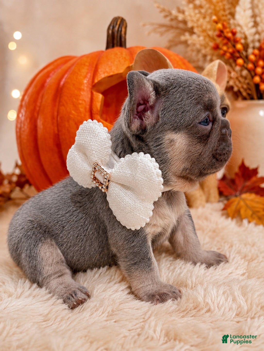 French Bulldog dogs Samantha - Ad 1