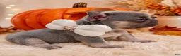French Bulldog dogs for sale: Samantha - Ad 1