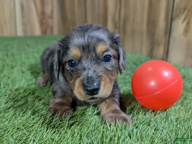Miniature Dachshund dogs for sale: Darlie Boy 1 - Ad 14