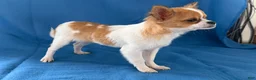 Chihuahua dogs for sale: Sweetpea - Ad 5