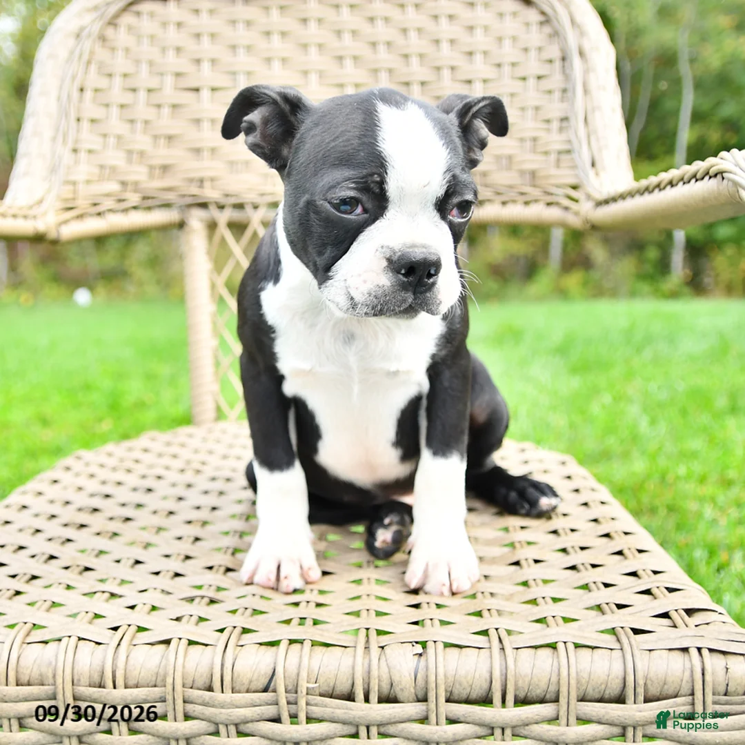 Boston Terrier dogs for sale: Bruno - Ad 1