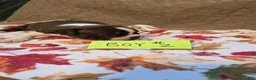 Boston Terrier dogs for sale: Boston Terrier 4 - Ad 7