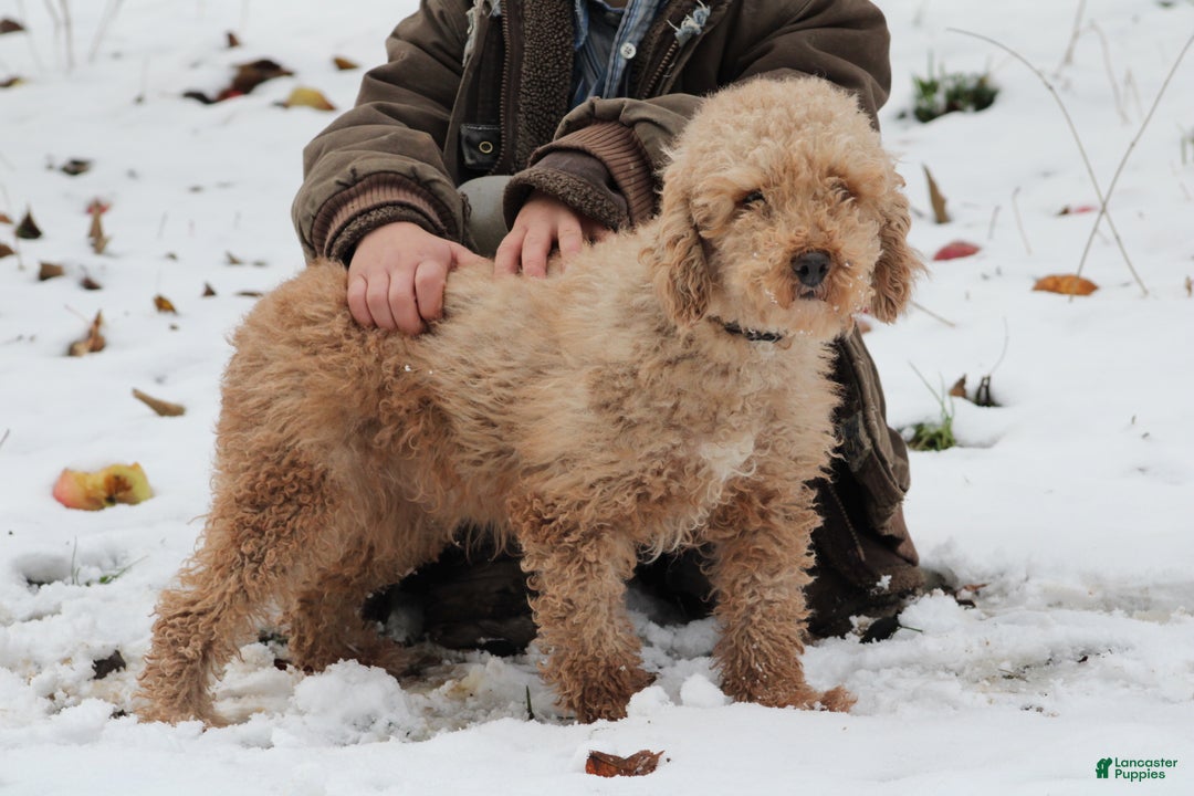 Miniature Poodle dogs for sale: Happy - Ad 2