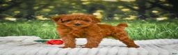 Mini Goldendoodle dogs for sale: Teddy - Ad 7