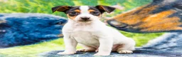 Mixed Breed dogs for sale: Toby - Ad 6