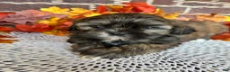 Shih Tzu dogs for sale: Shih Tzu 1 - Ad 5