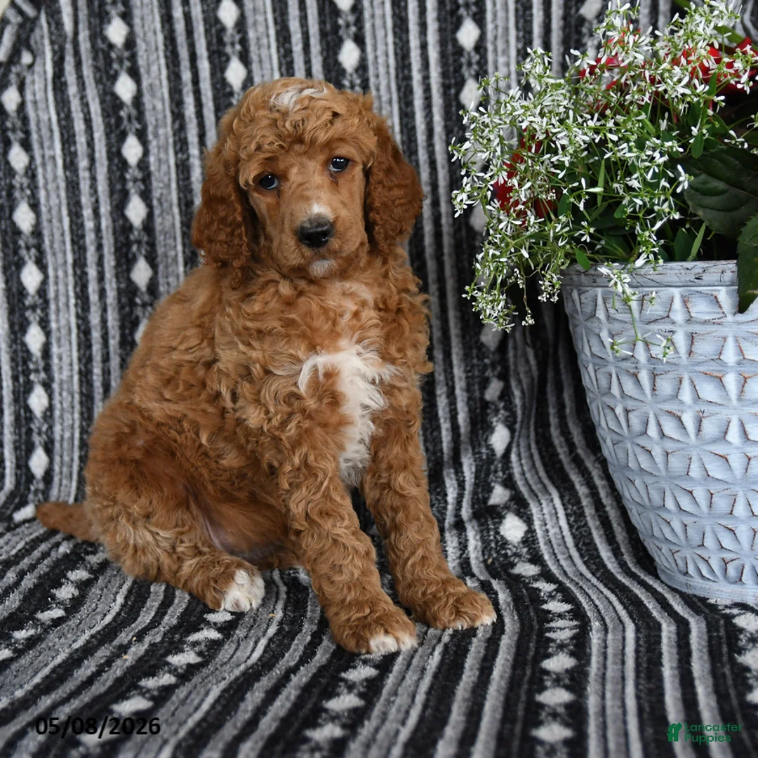 Standard Poodle dogs for sale: Vanilla - Ad 5