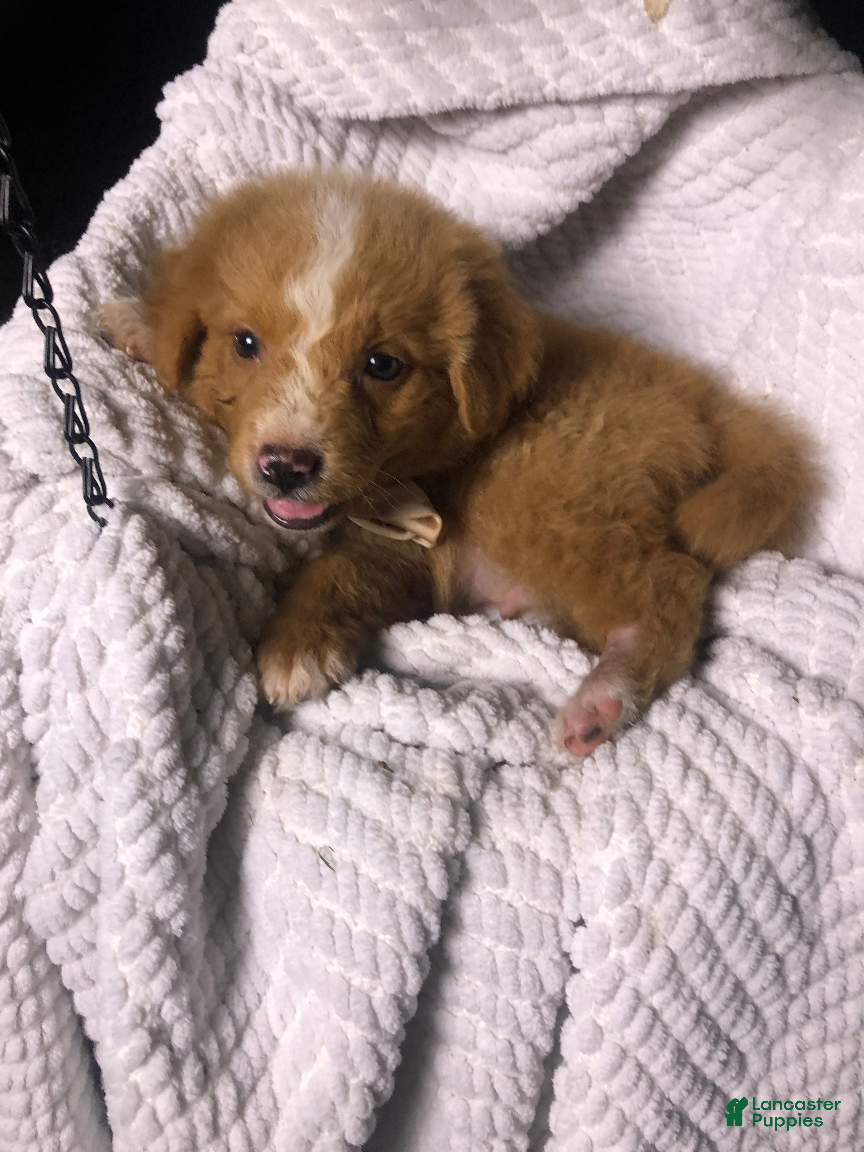 Australian Shepherd dogs Australian Shepherd 2 (Teddy)  - Ad 35