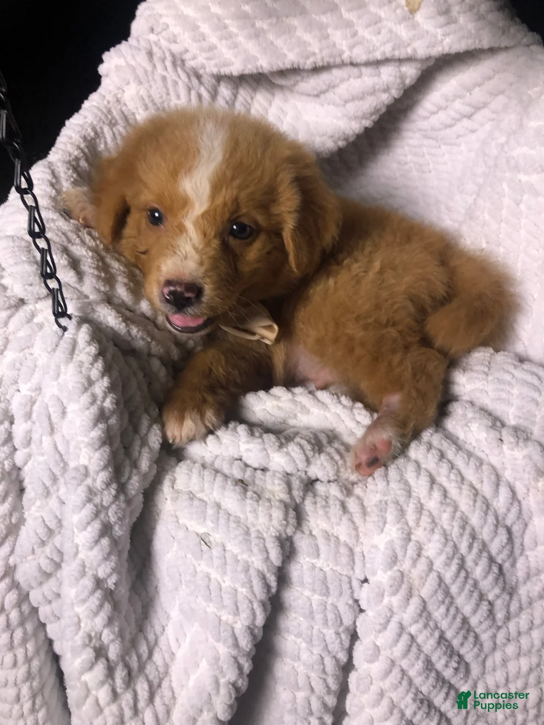 Australian Shepherd dogs for sale: Tator (red Aussie)  - Ad 1