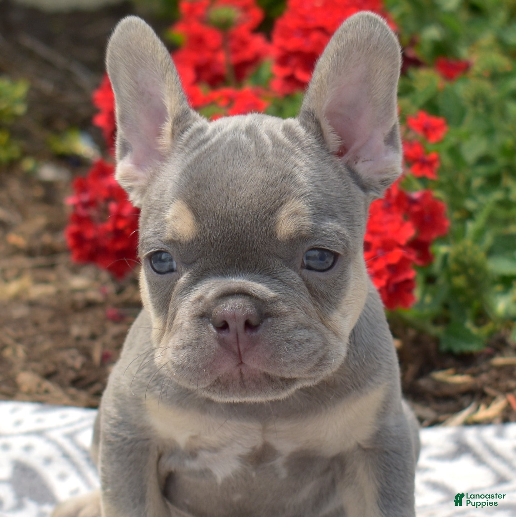 French Bulldog dogs Bleu - Ad 1
