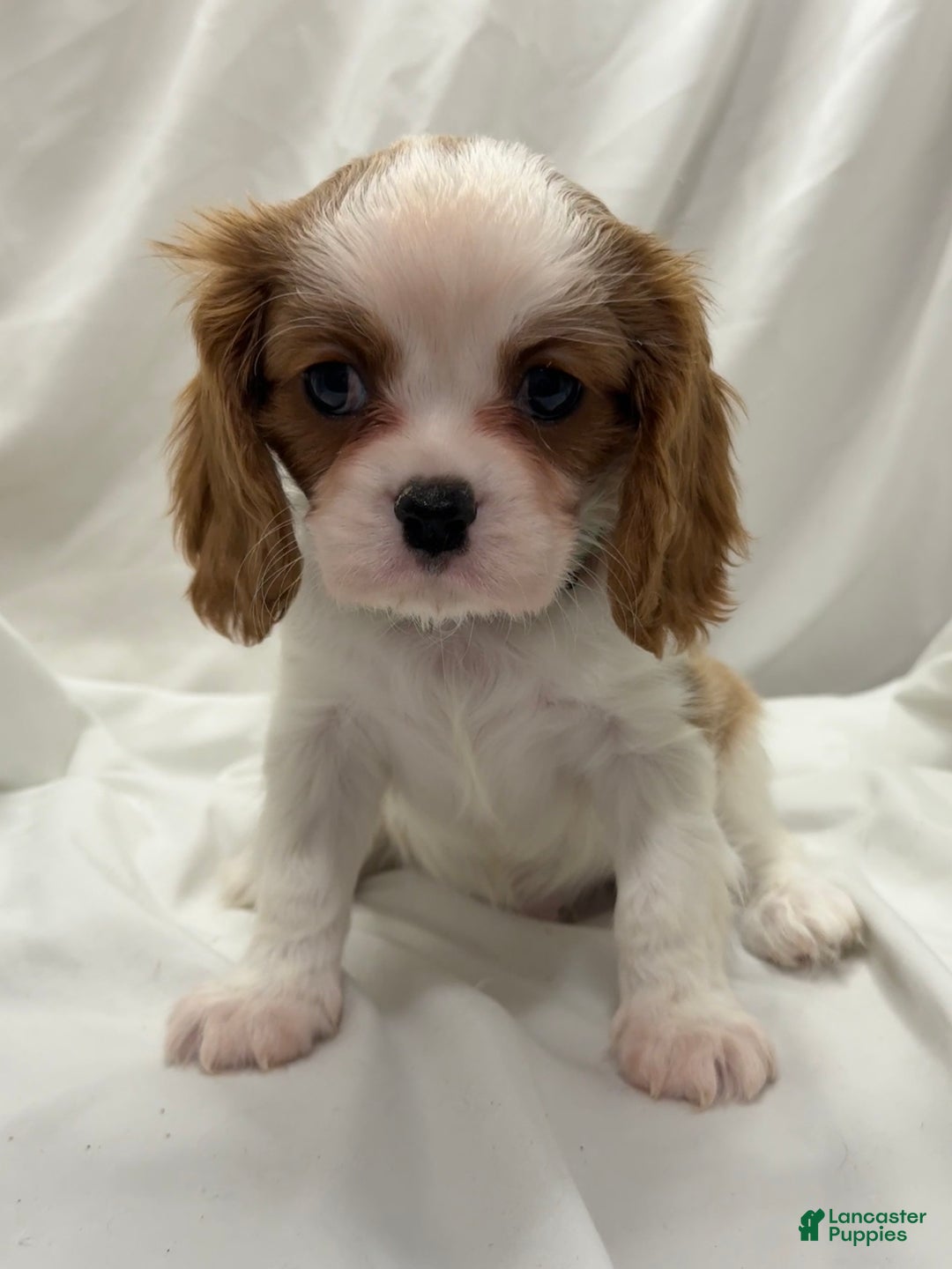 Cavalier King Charles Spaniel dogs for sale: Max - Ad 1