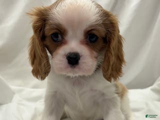 Cavalier King Charles Spaniel dogs Max - Ad 33