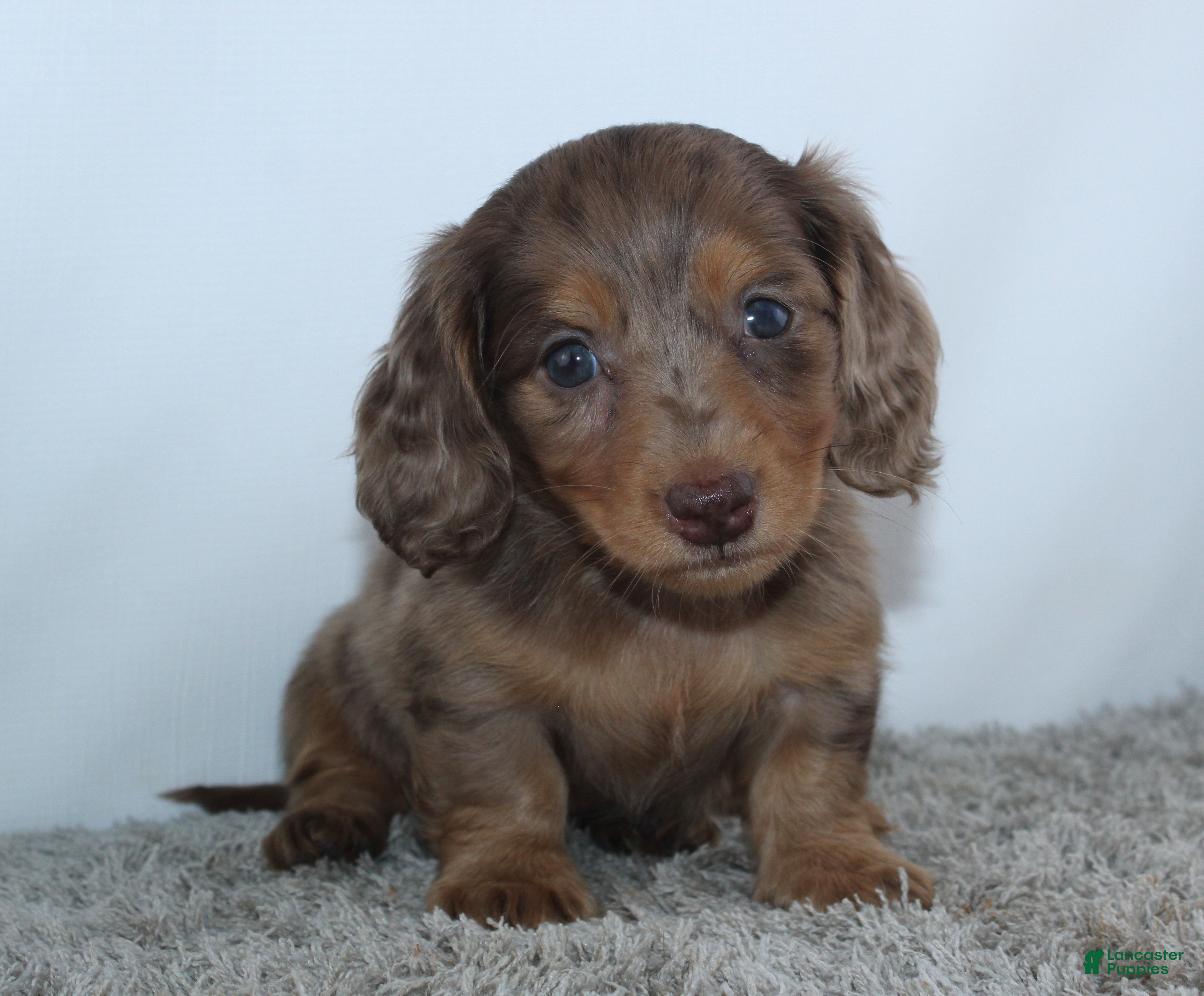 Miniature Dachshund dogs Linden - Ad 2
