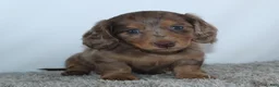 Miniature Dachshund dogs for sale: Linden - Ad 2