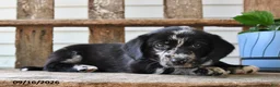 Mixed Breed dogs for sale: Stormy - Ad 5