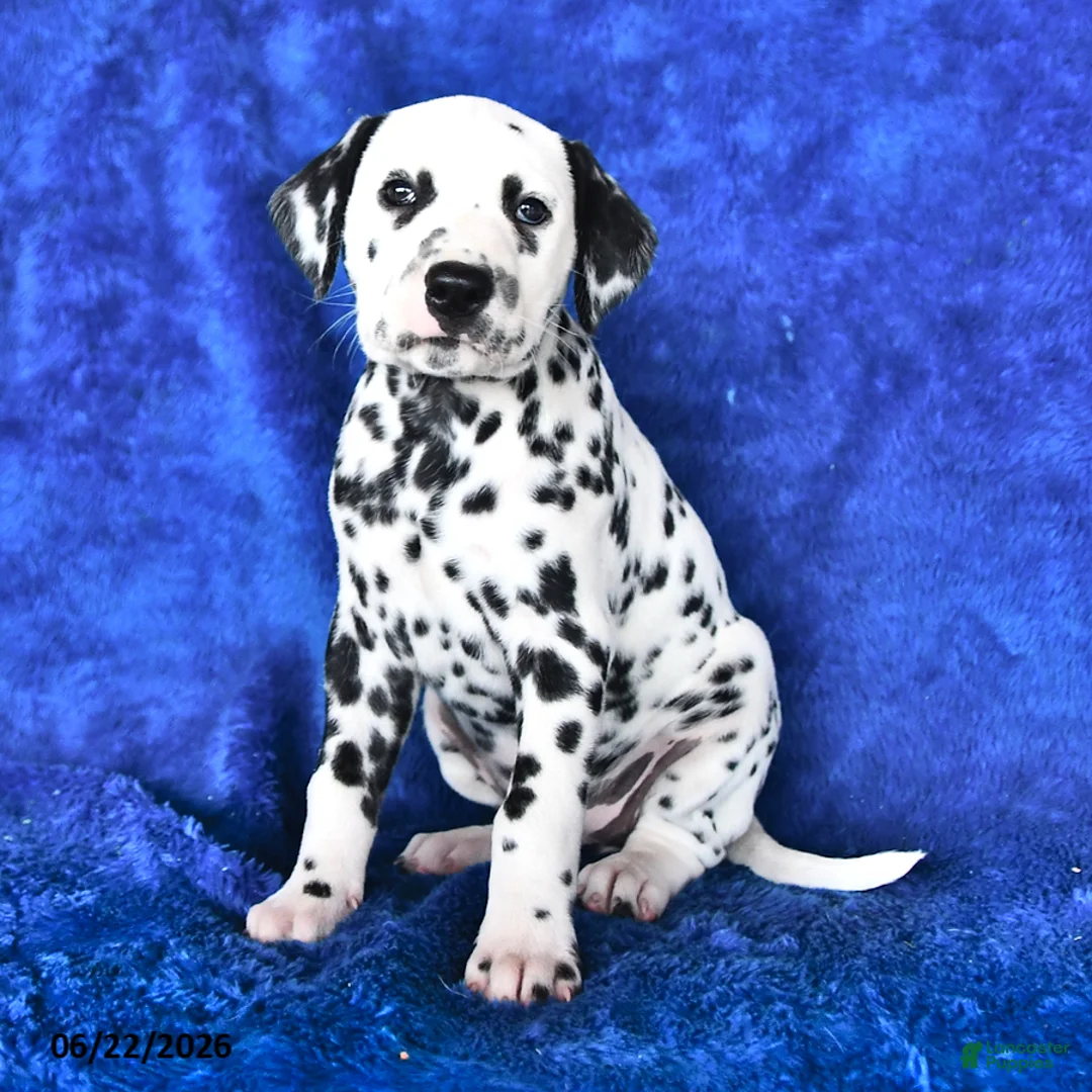 Dalmatian dogs for sale: Cookie - Ad 1