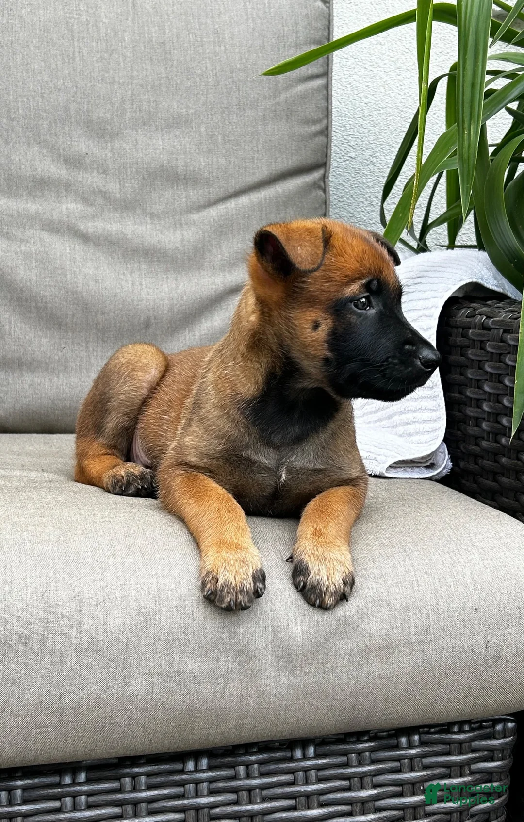 Belgian Malinois dogs for sale: Bambi - Ad 2