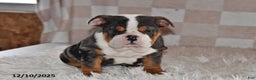 Olde English Bulldogge dogs for sale: Mila - Ad 3