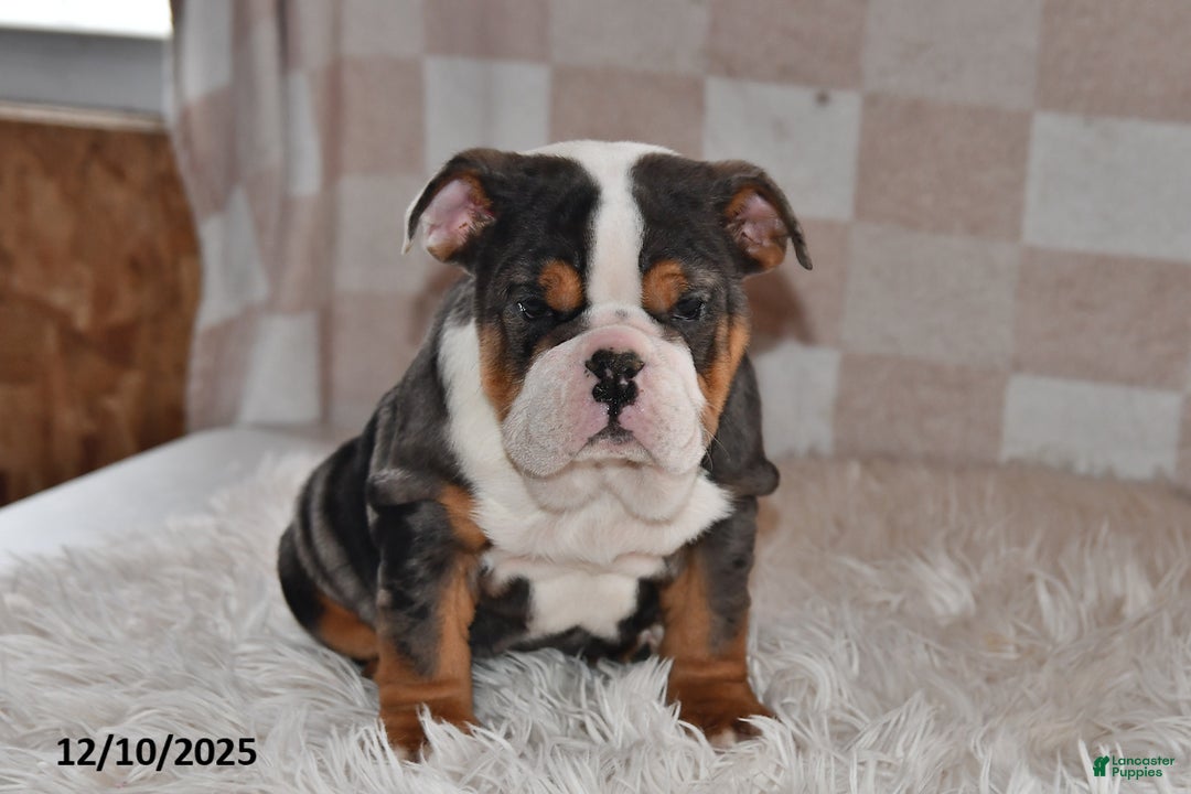 Olde English Bulldogge dogs for sale: Mila - Ad 3