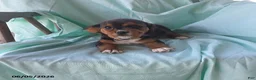 Beaglier dogs for sale: Pearl - Ad 1