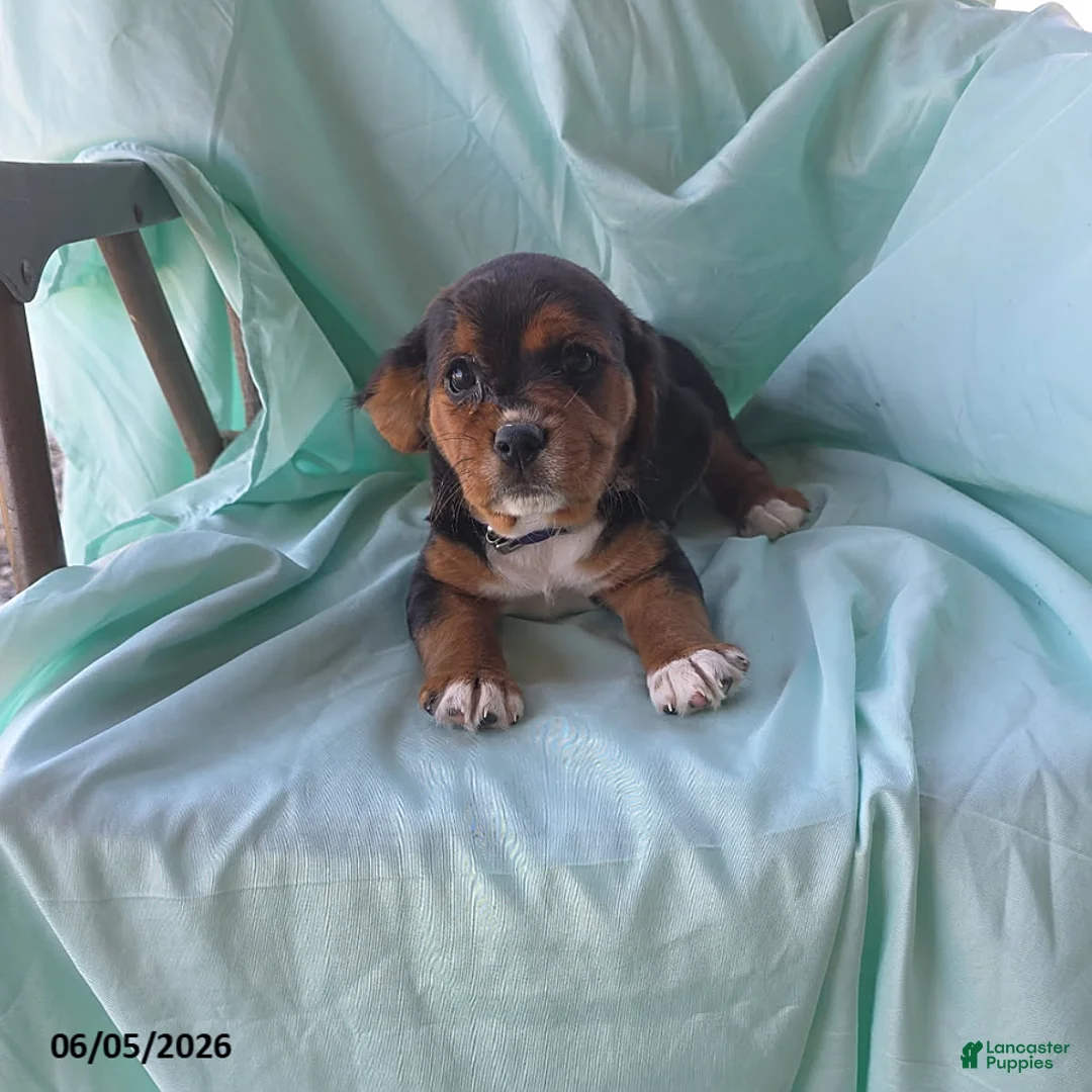 Beaglier dogs for sale: Pearl - Ad 1