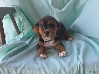 Beaglier dogs for sale: Pearl - Ad 4