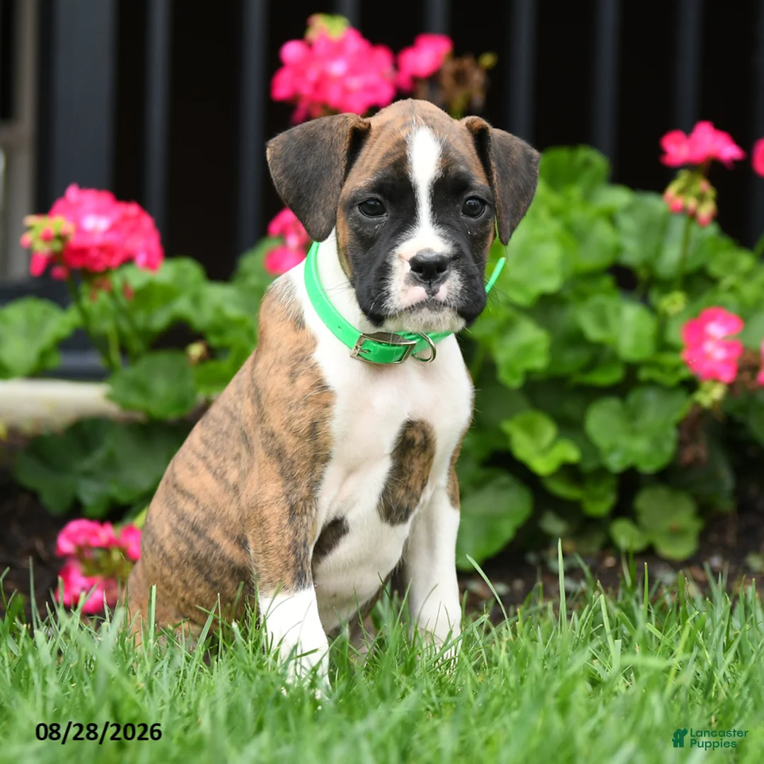 Boxer dogs for sale: Roxy - Ad 1
