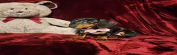 Miniature Dachshund dogs for sale: STELLA - Ad 8