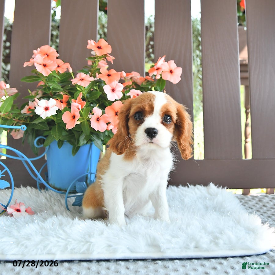 Cavalier King Charles Spaniel dogs Jenna - Ad 1