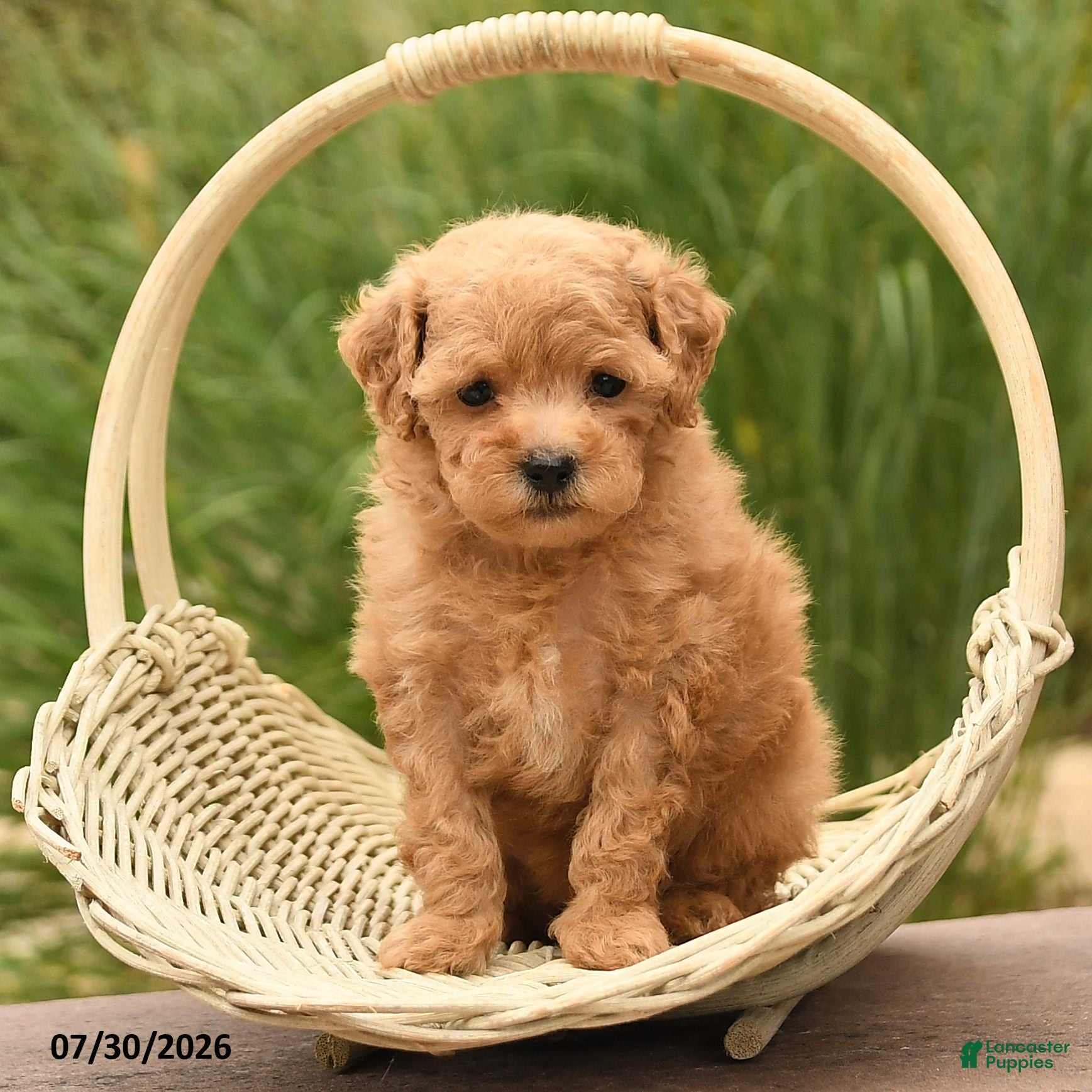 Toy Poodle dogs Tiny Maple - Ad 2