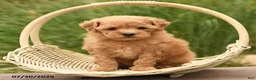 Toy Poodle dogs for sale: Tiny Maple - Ad 2