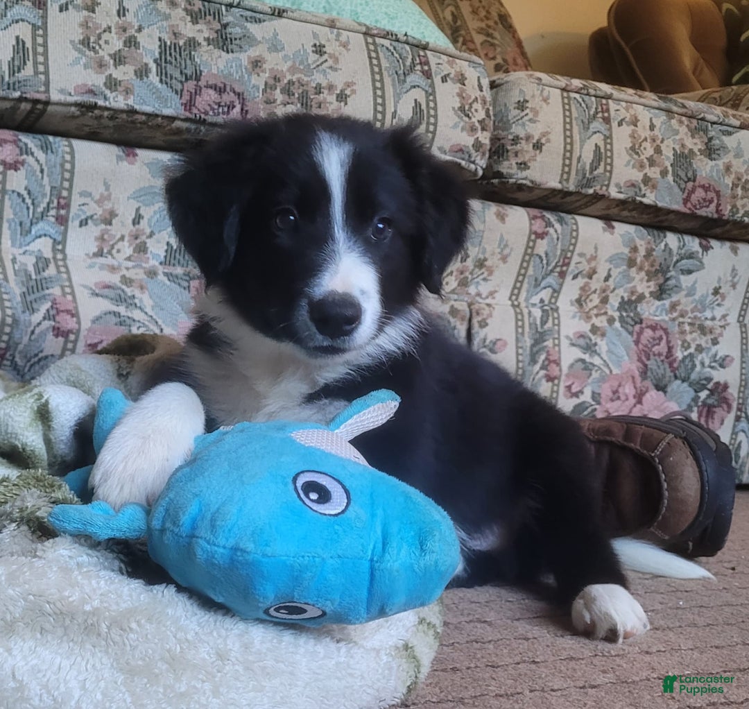 Blue Heeler Lab Beagle Mix Heeler Mix Beagle Australian Shepherd