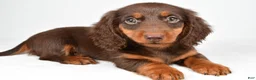 Dachshund dogs for sale: Teddy - Ad 2