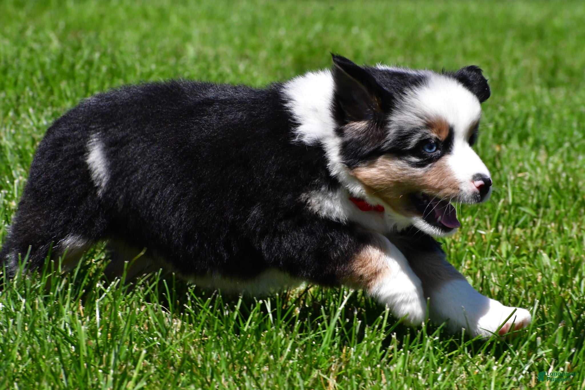 Miniature Australian Shepherd dogs for sale: Curtis - Ad 9