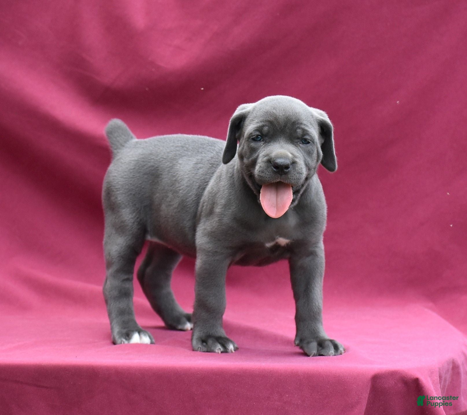 Cane Corso dogs Jo - Ad 1