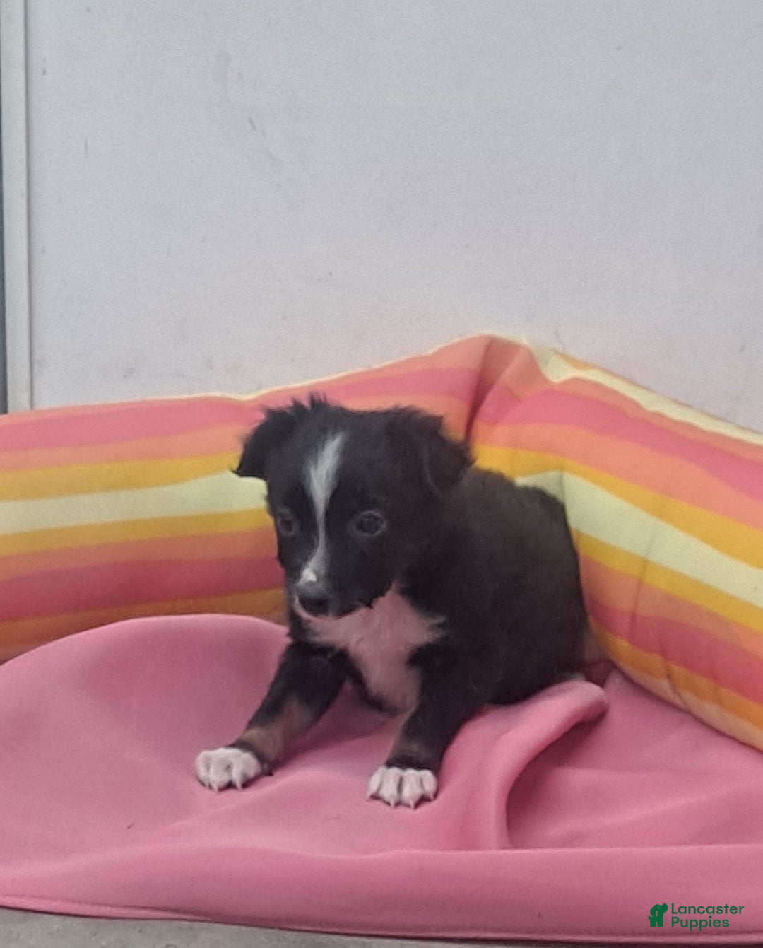 Miniature Australian Shepherd dogs for sale: Tyler - Ad 3