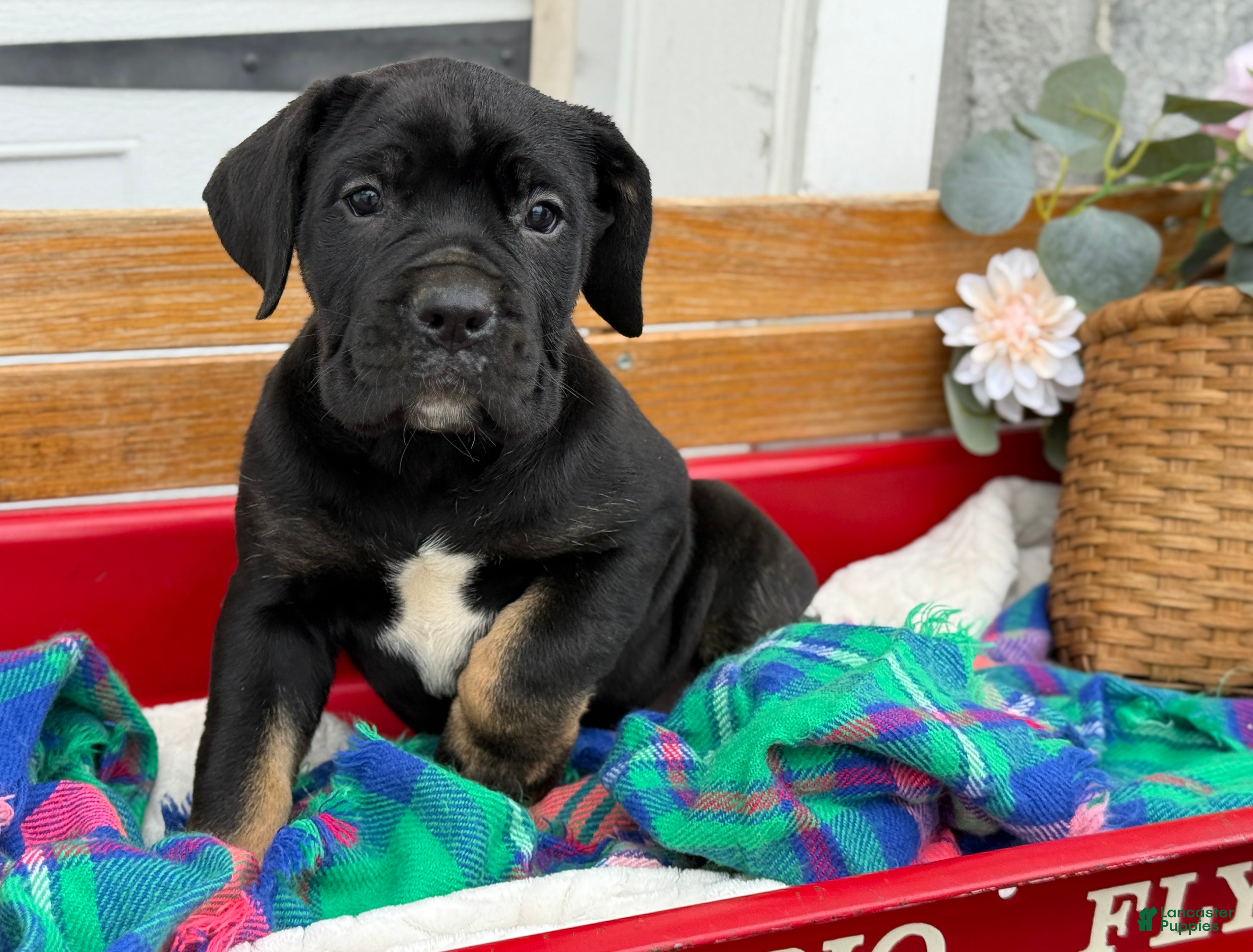 Cane Corso dogs Alisha - Ad 2