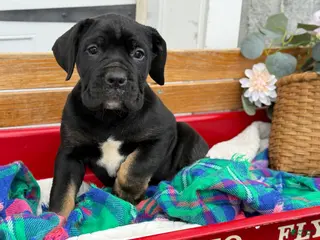 Cane Corso dogs Alisha - Ad 2