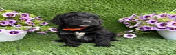 Mini Goldendoodle dogs for sale: AJ - Ad 5