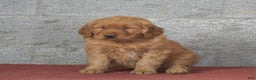 Golden Retriever dogs for sale: Daisy - Ad 3