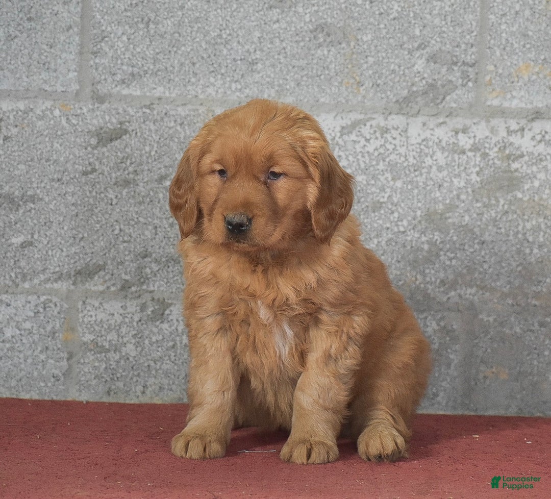 Golden Retriever dogs for sale: Daisy - Ad 3