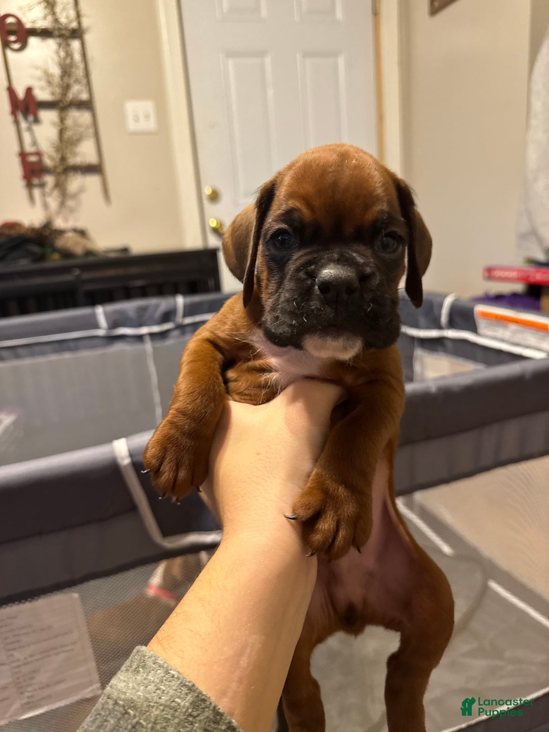 Boxer dogs for sale: Marshall - Ad 1