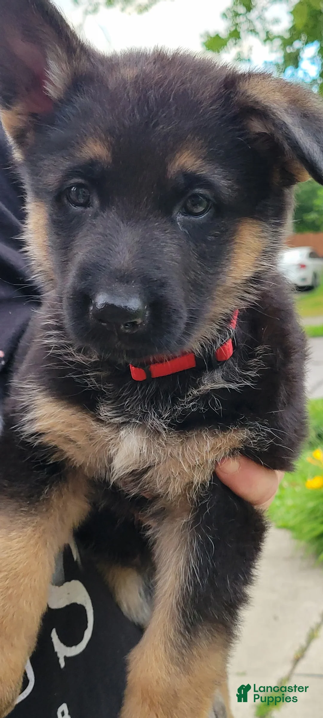 German Shepherd dogs for sale: Mercy - Ad 1