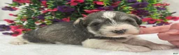 Miniature Schnauzer dogs for sale: Josie Female 2 - Ad 3