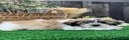 Mixed Breed dogs for sale: Lucky  - Ad 2